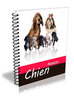 Chien