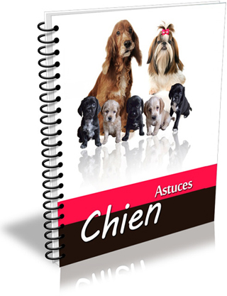 Chien